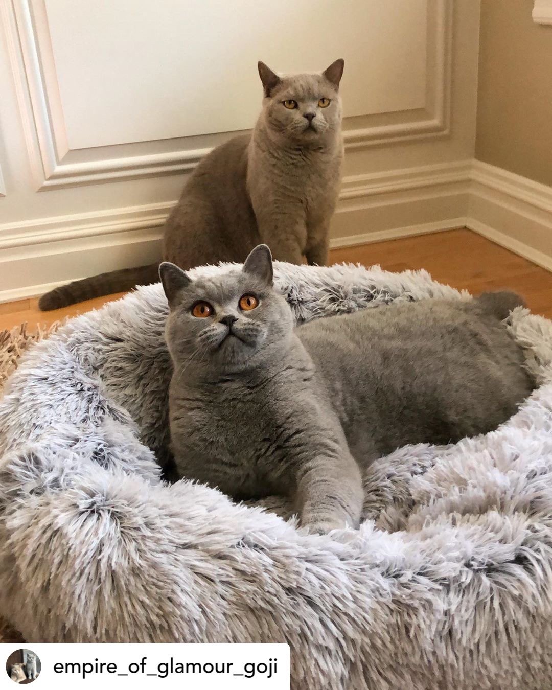 Orthopedic Pet Bed product image 12