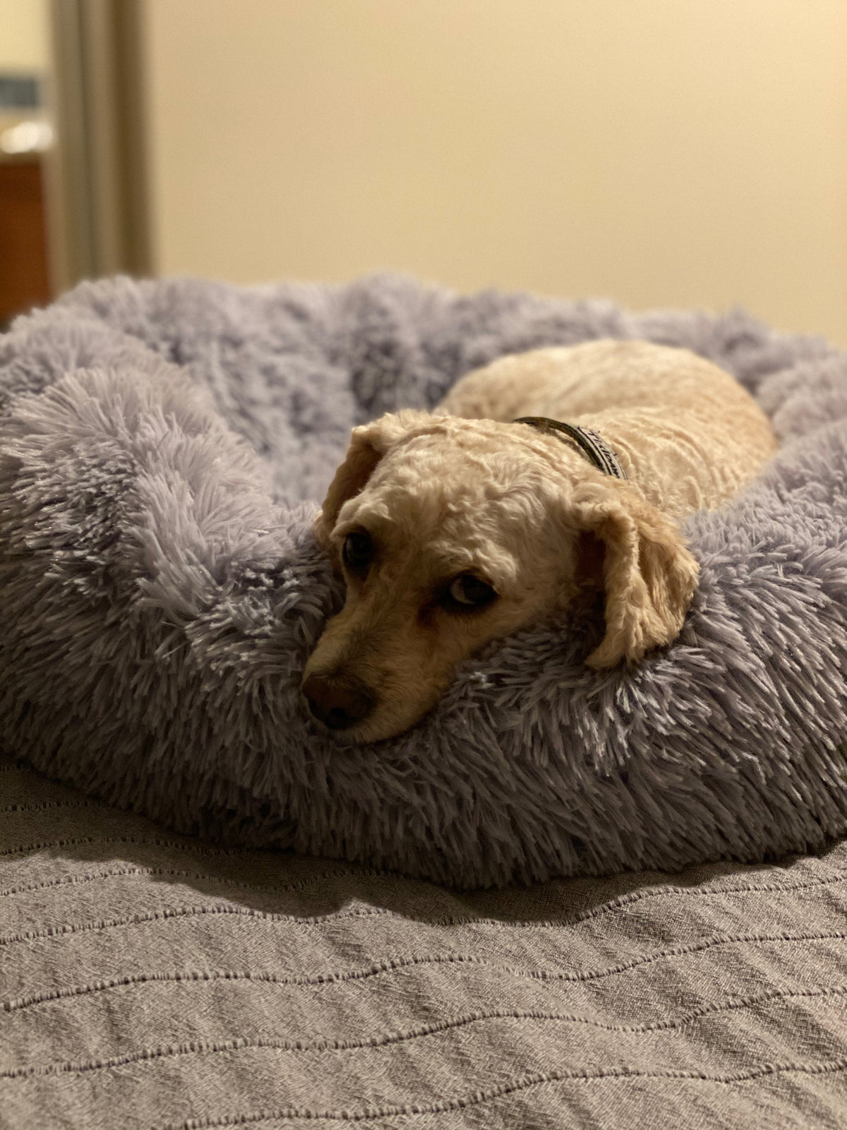Orthopedic Pet Bed product image 14