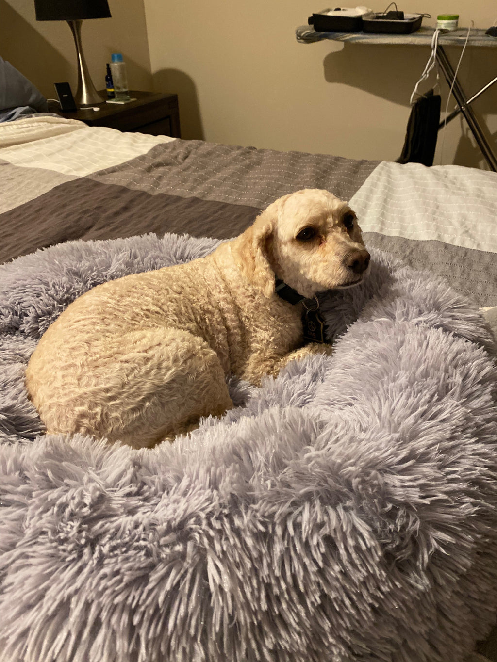 Orthopedic Pet Bed product image 16