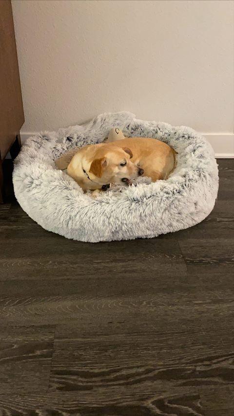 Orthopedic Pet Bed product image 17