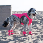 Hot Pavement Dog Boots product image 13