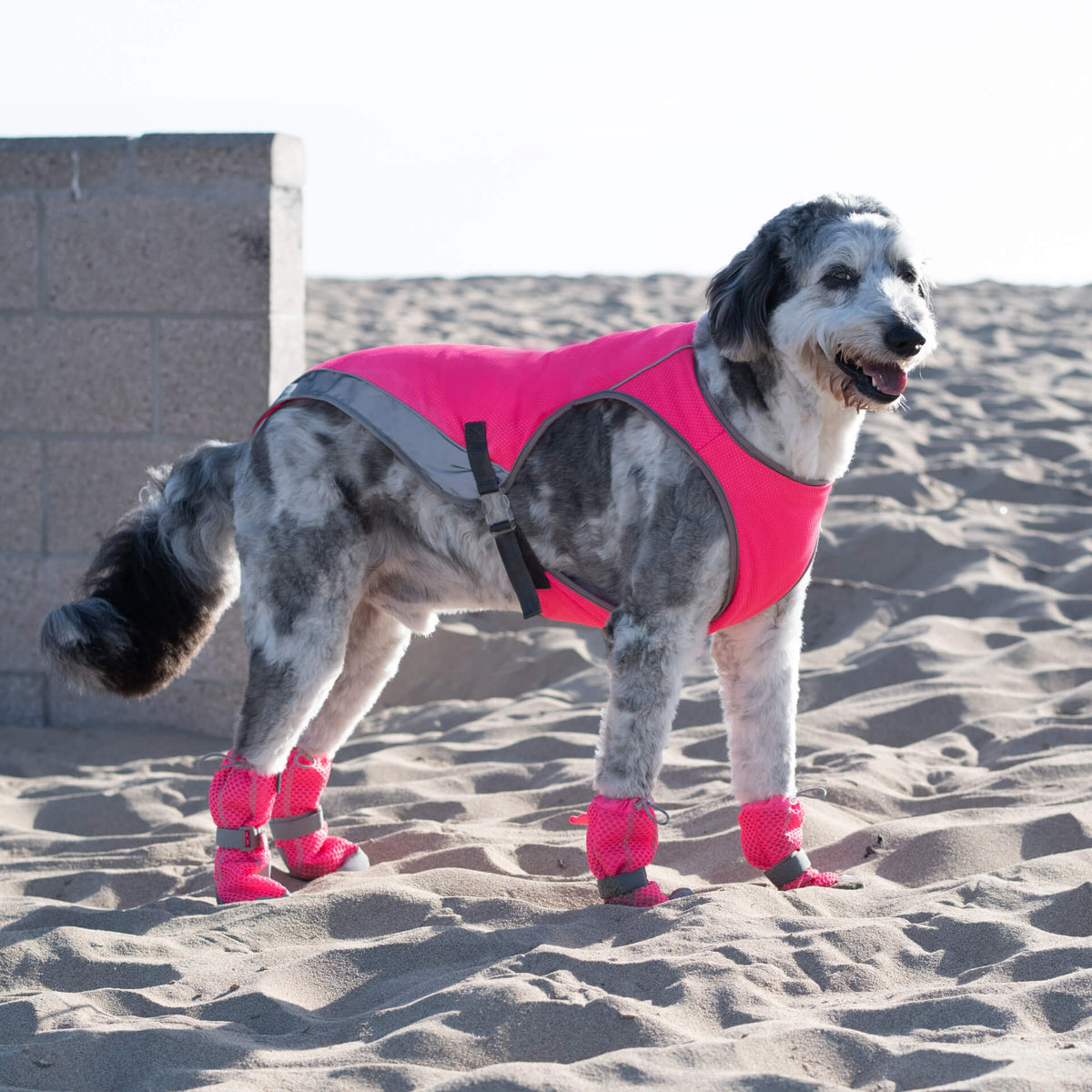 Hot Pavement Dog Boots product image 13