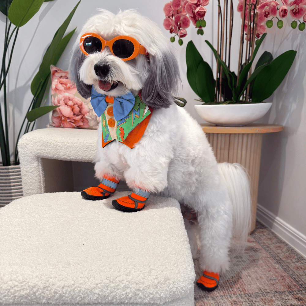 Dog Shoes product image 3