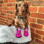 Dog Shoes product image 4