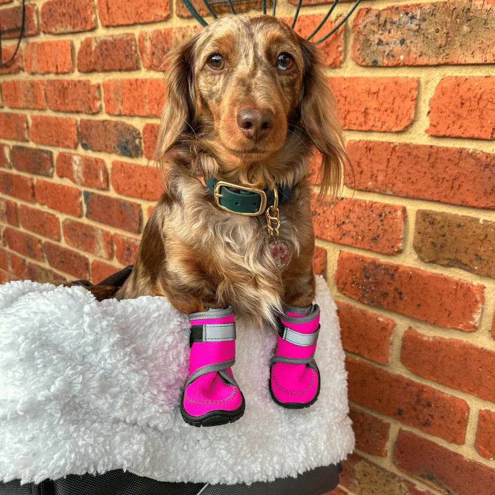 Dog Shoes product image 4
