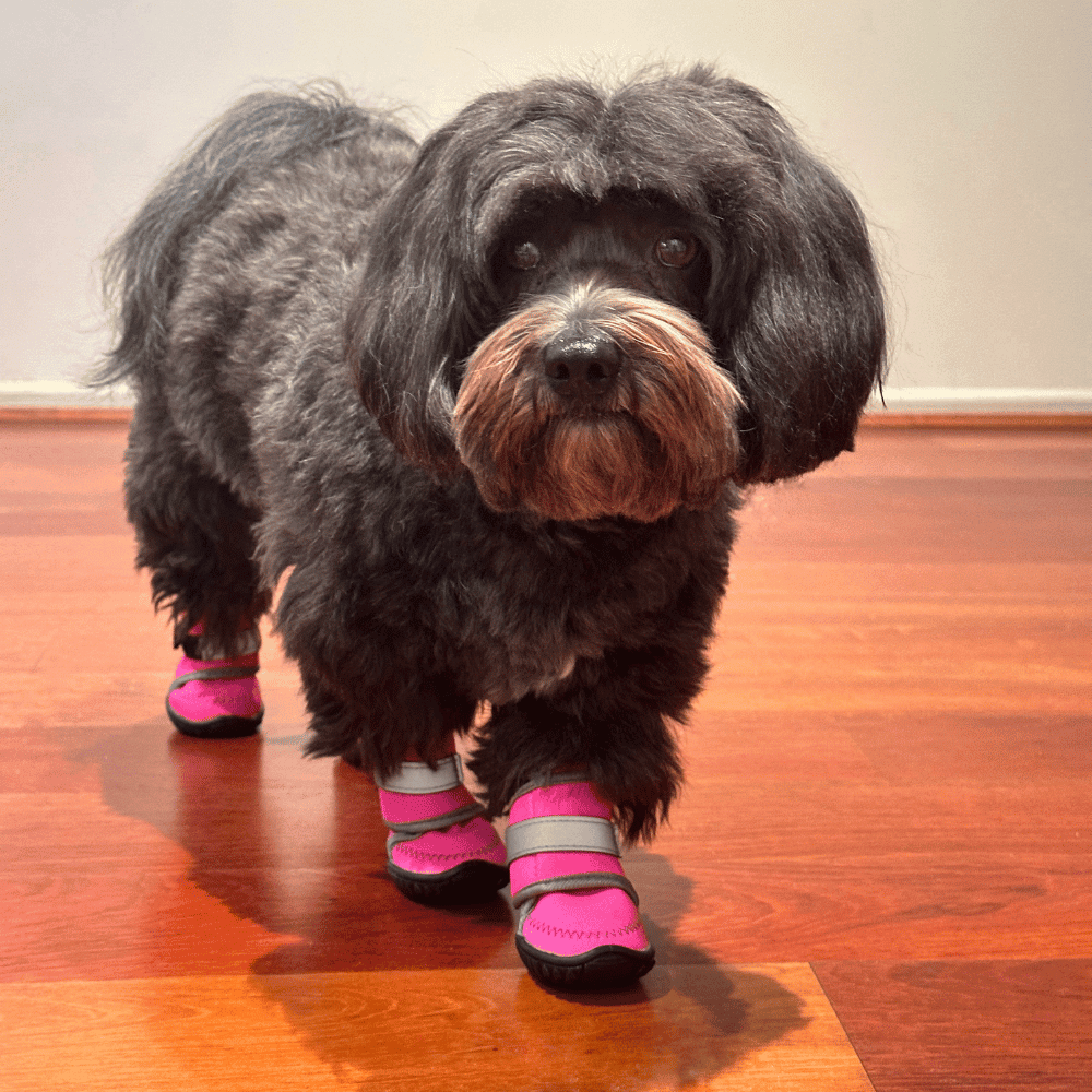 Dog Shoes product image 6