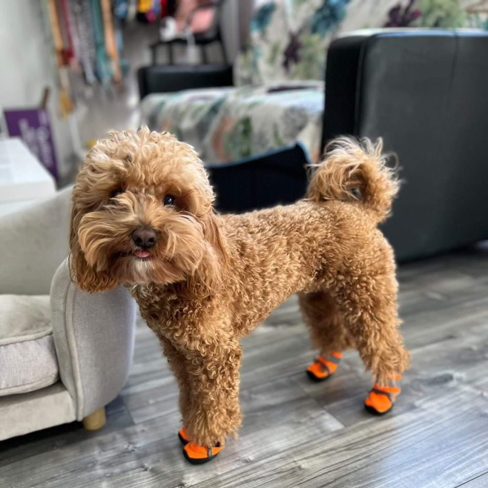 Dog Shoes product image 8