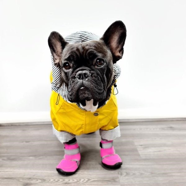 Dog Shoes product image 9