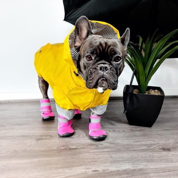 Dog Shoes product image 11