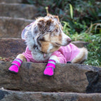 Dog Shoes product image 12