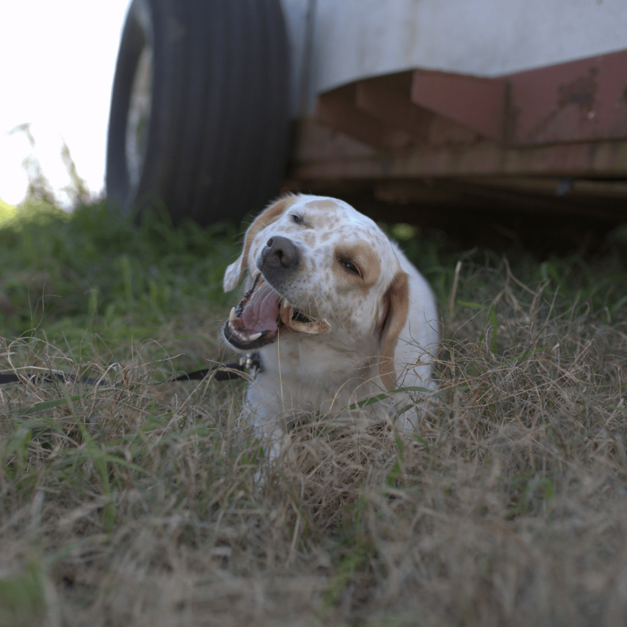 Bully Sticks product image 4