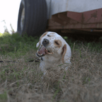 Bully Sticks product image 4