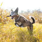 Beef Bully Sticks product image 4