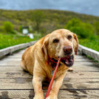 Beef Bully Stick Dog Chews product image 4