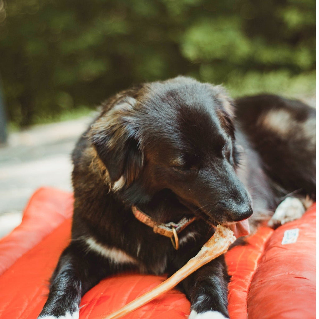 Dog Bully Sticks product image 4