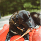 Dog Bully Sticks product image 4
