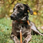 Beef Bully Sticks product image 4