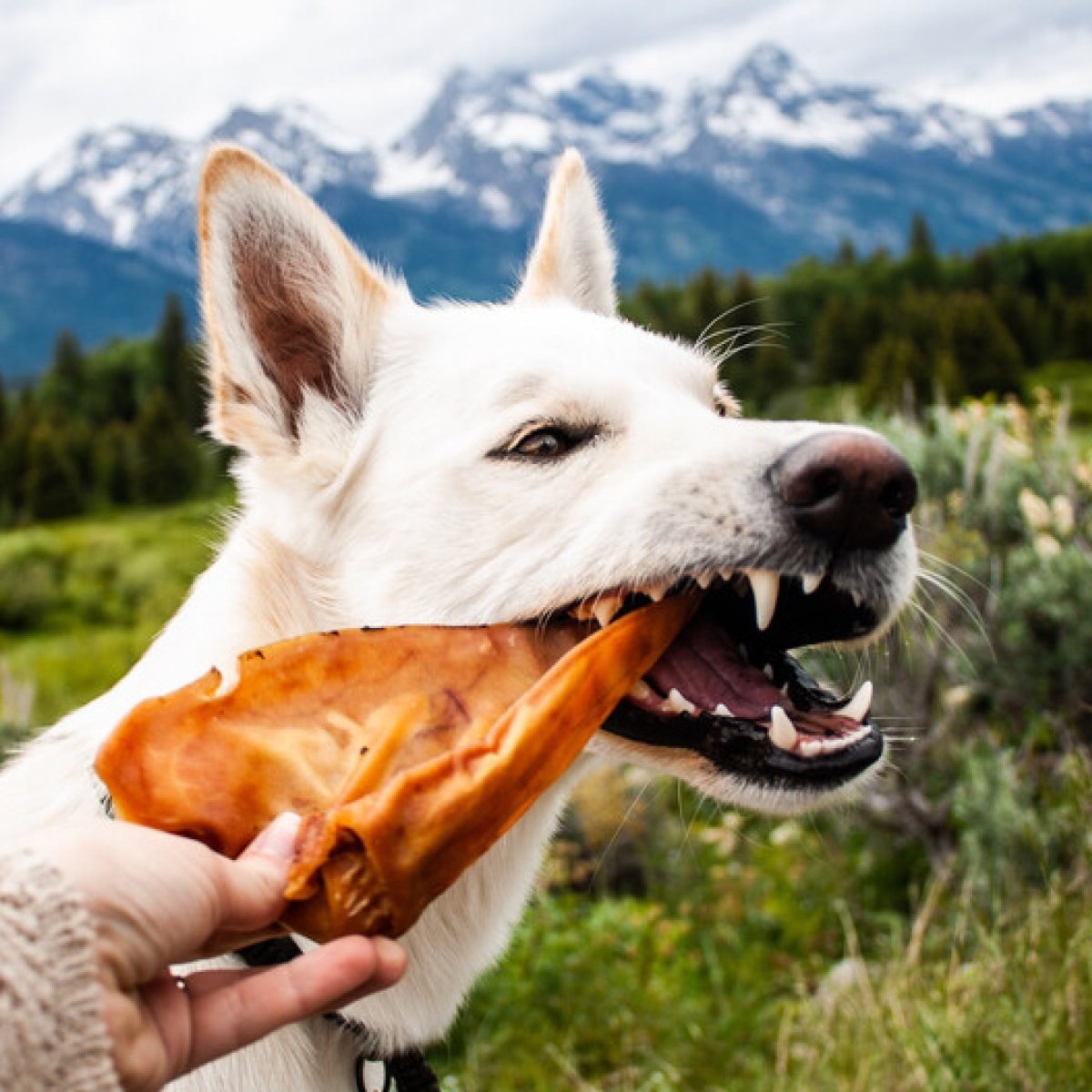 A white dog outdoors bites a Best Bully Sticks Pig Ear Dog Treat (25 Pack) held by a person, with green trees and snow-capped mountains in the background.
