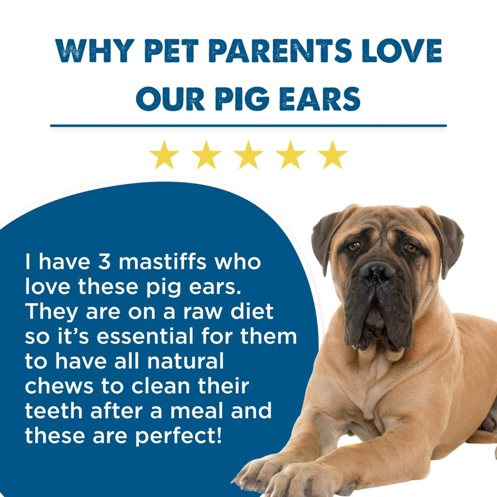 A large mastiff lies beside a five-star review of Best Bully Sticks Pig Ear Dog Treat (25 Pack) as natural, high-protein chews for dogs on raw diets, set against a blue and white background—perfect for healthy snacking.