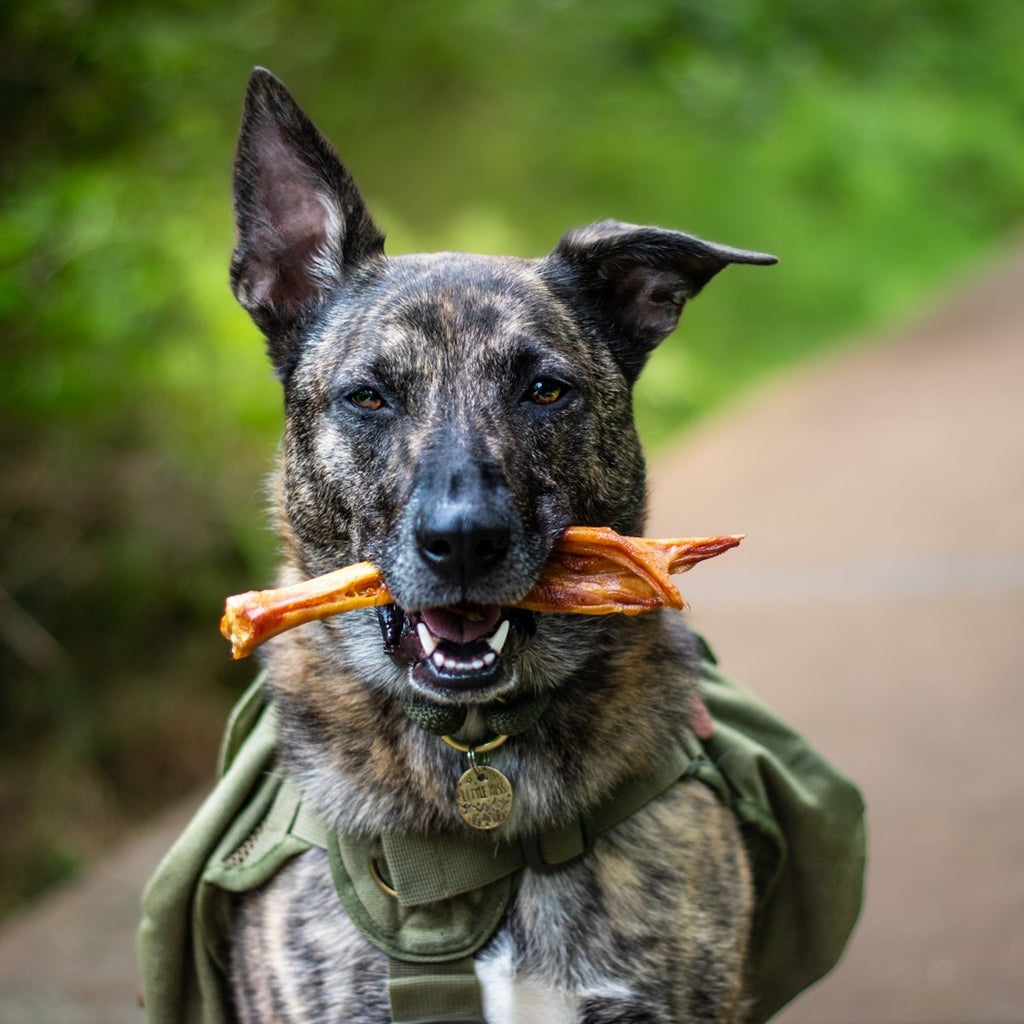 A brindle dog in a green harness stands on a path, proudly holding a Best Bully Sticks Duck Feet Dog Treat (25 Pack) in its mouth.