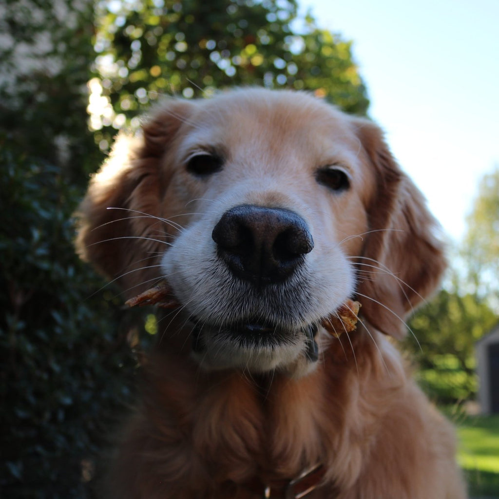 A golden retriever stands outdoors with a stick, surrounded by greenery and blue sky—ready to play or enjoy Best Bully Sticks Duck Feet Dog Treats (25 Pack).