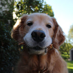A golden retriever stands outdoors with a stick, surrounded by greenery and blue sky—ready to play or enjoy Best Bully Sticks Duck Feet Dog Treats (25 Pack).