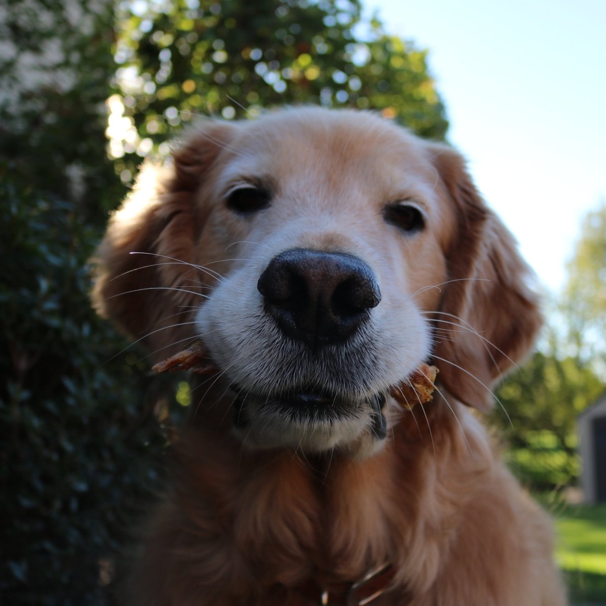 A golden retriever stands outdoors with a stick, surrounded by greenery and blue sky—ready to play or enjoy Best Bully Sticks Duck Feet Dog Treats (25 Pack).