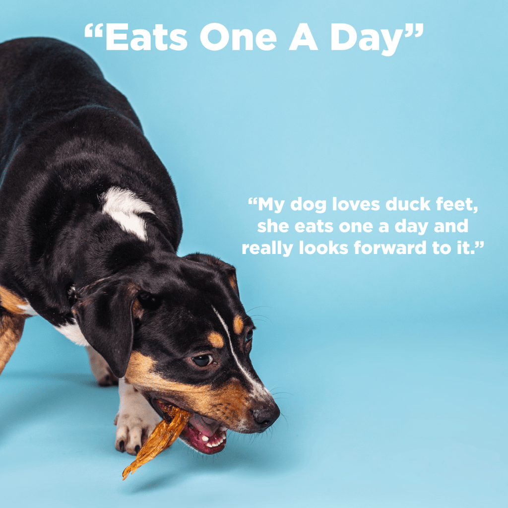 A black and brown dog chews on Best Bully Sticks Duck Feet Dog Treats (25 Pack) against a blue background, with the text “Eats One A Day” and a customer review praising these protein-packed dog chews.