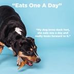 A black and brown dog chews on Best Bully Sticks Duck Feet Dog Treats (25 Pack) against a blue background, with the text “Eats One A Day” and a customer review praising these protein-packed dog chews.