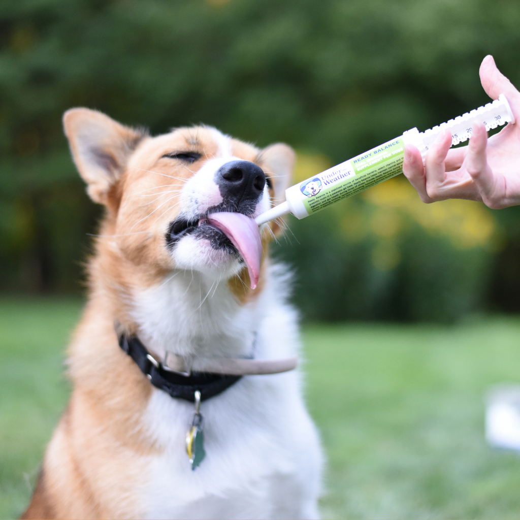 Dog Probiotic Gel product image 5