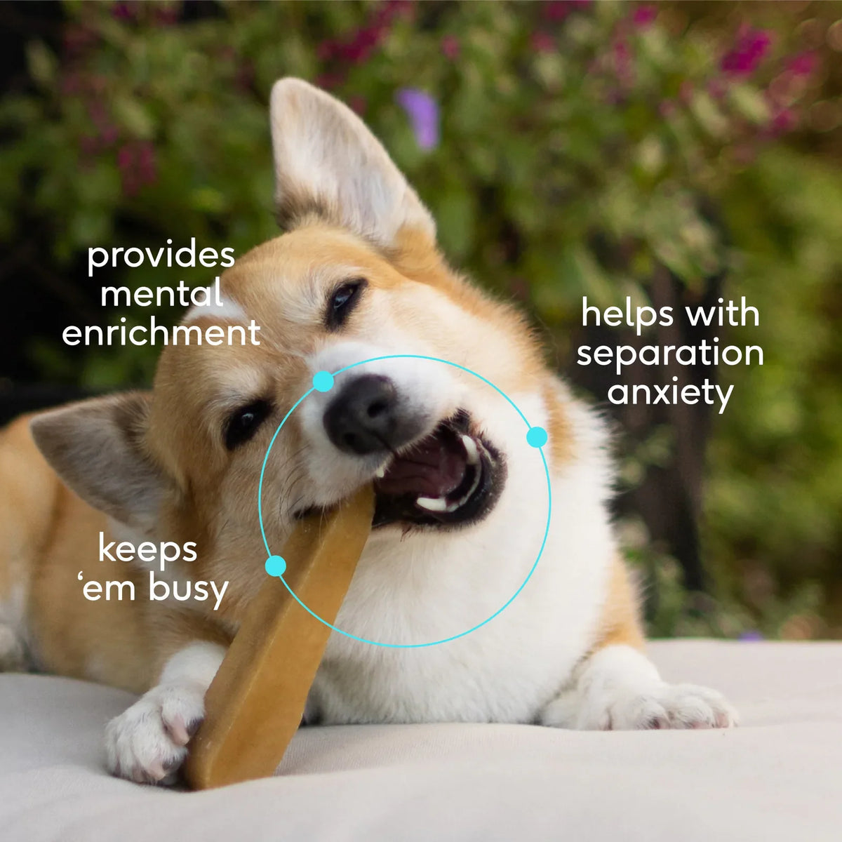 Native Pet Yak Chews for Dogs - Key Benefits