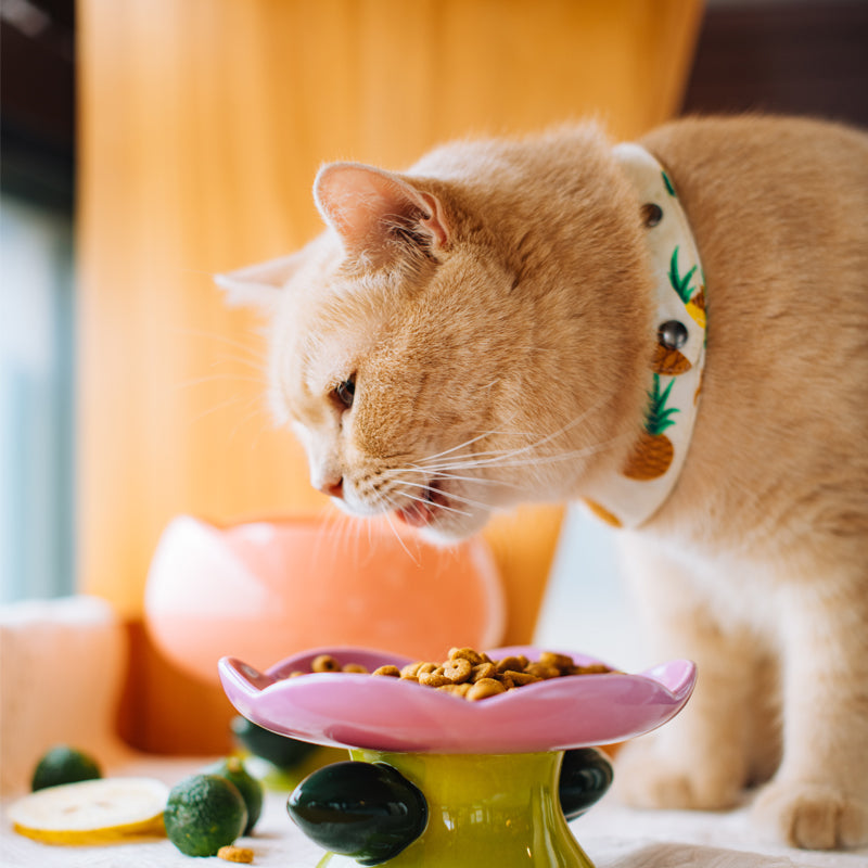 Elevated Cat Bowl product image 8