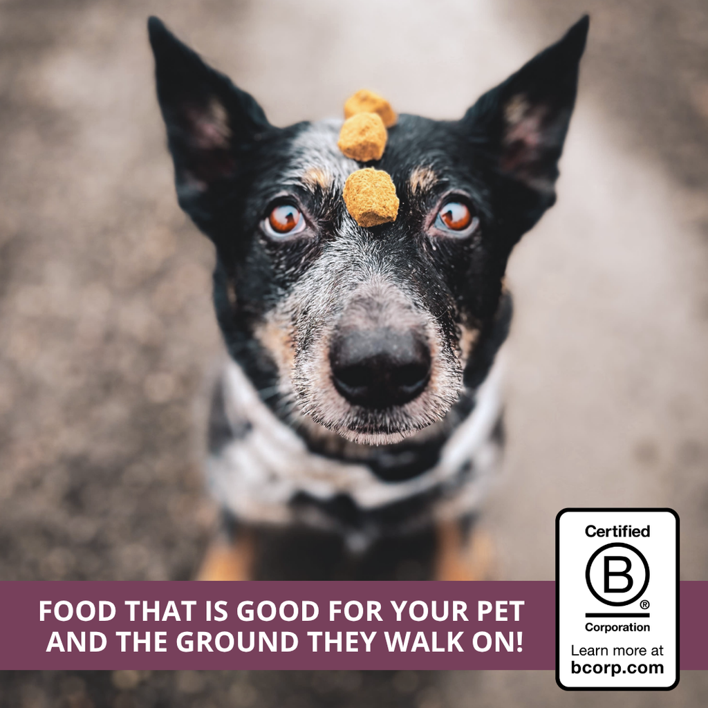 Freeze-Dried Dog Food product image 6