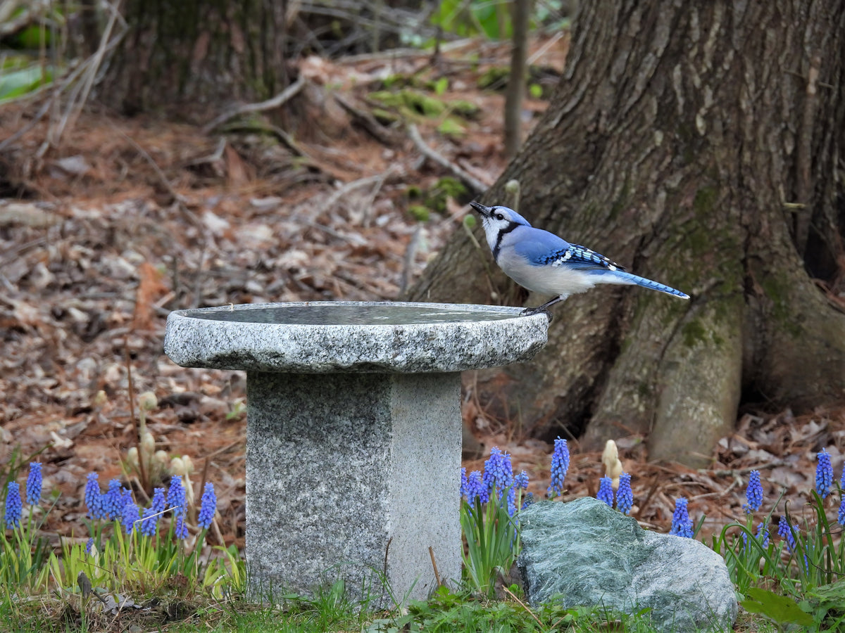 Granite Bird Bath product image 7