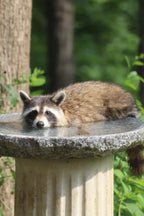 Granite Bird Bath product image 15
