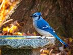 Granite Bird Bath product image 16