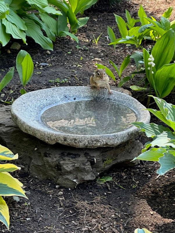 Granite Bird Bath product image 19