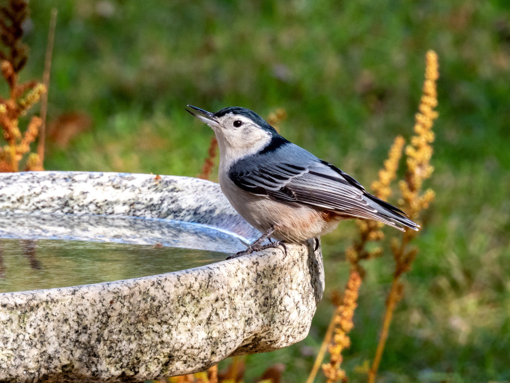 Granite Bird Bath product image 21