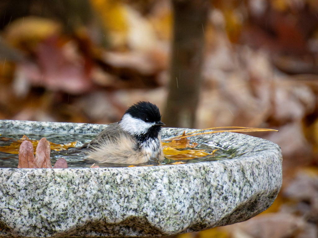 Granite Bird Bath product image 23