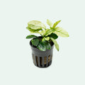 Aquarium Plant product image 1