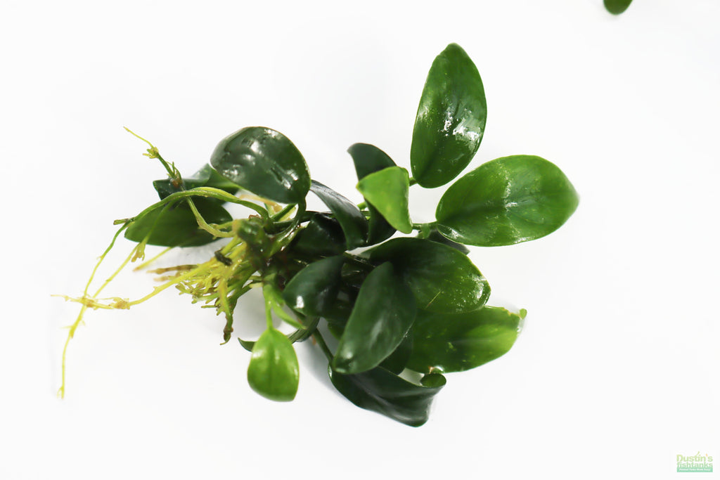 Live Anubias Nana Petite Aquarium Plant product image 48