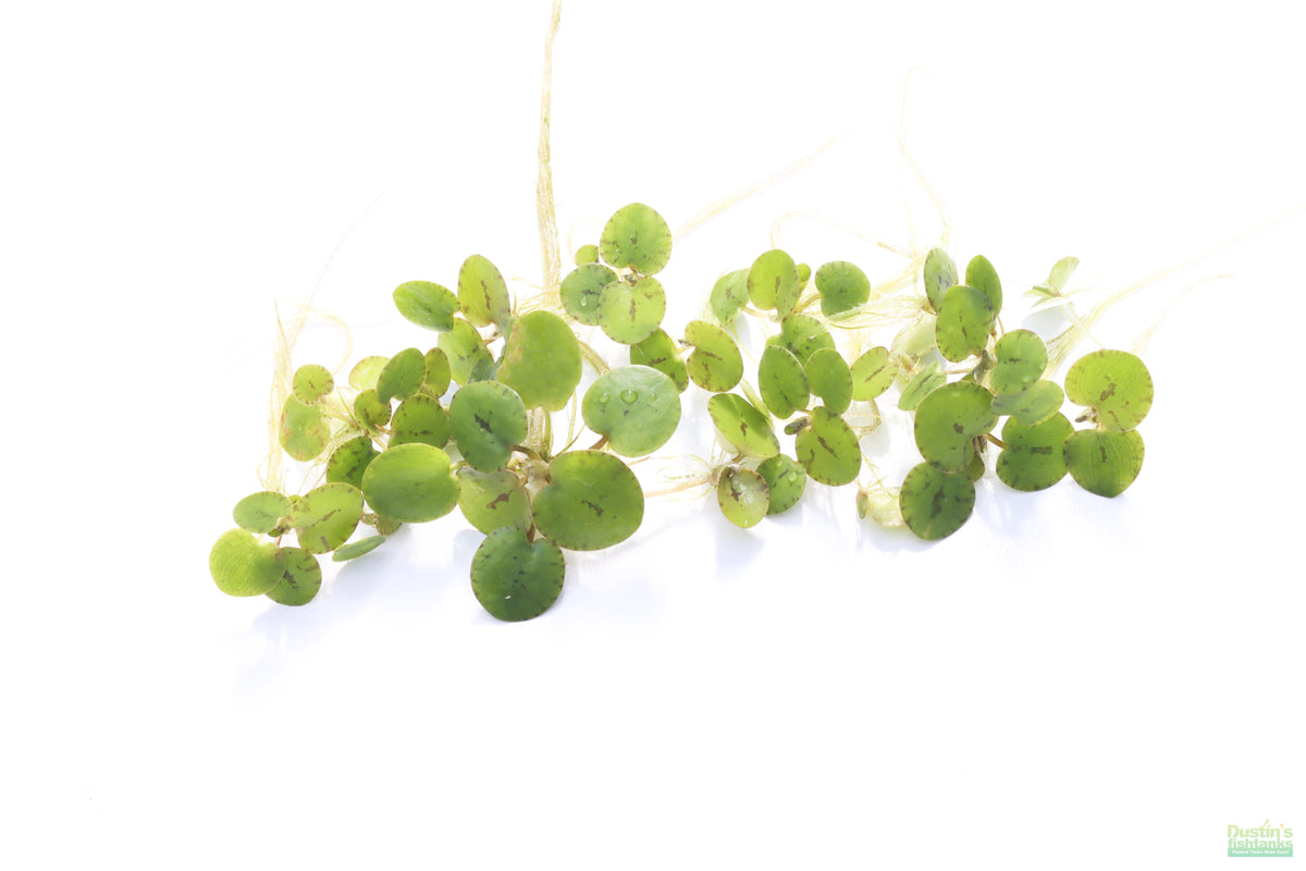 Floating Aquarium Plant product image 1