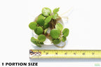 Floating Aquarium Plant product image 2