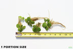 Floating Aquarium Plant product image 3