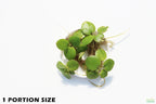 Floating Aquarium Plant product image 4