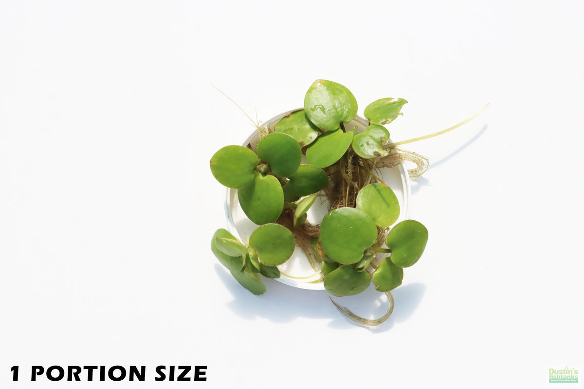 Floating Aquarium Plant product image 4