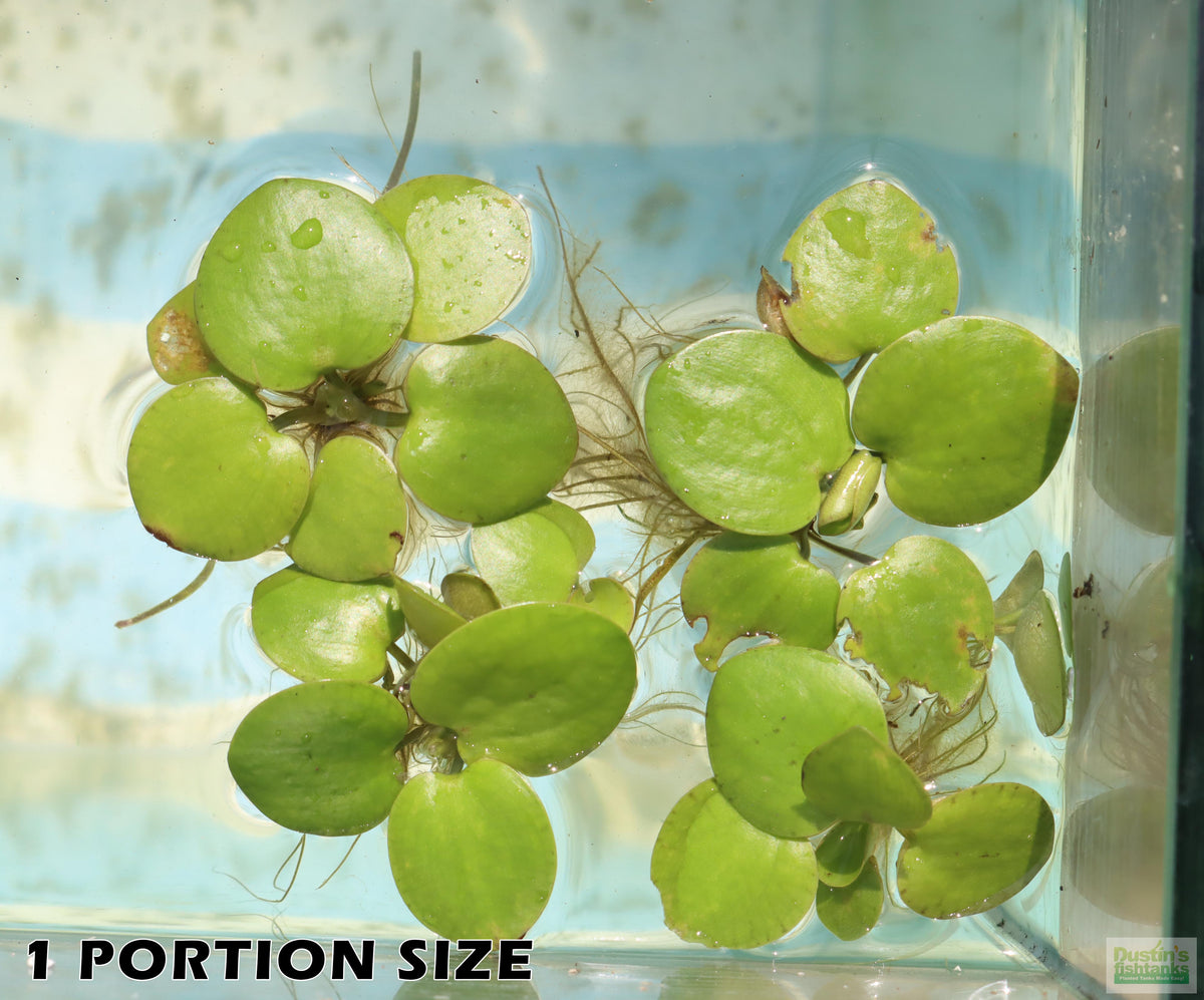 Floating Aquarium Plant product image 5