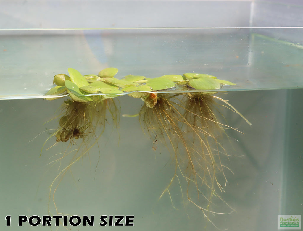 Floating Aquarium Plant product image 6