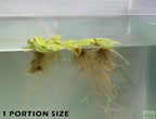Floating Aquarium Plant product image 6