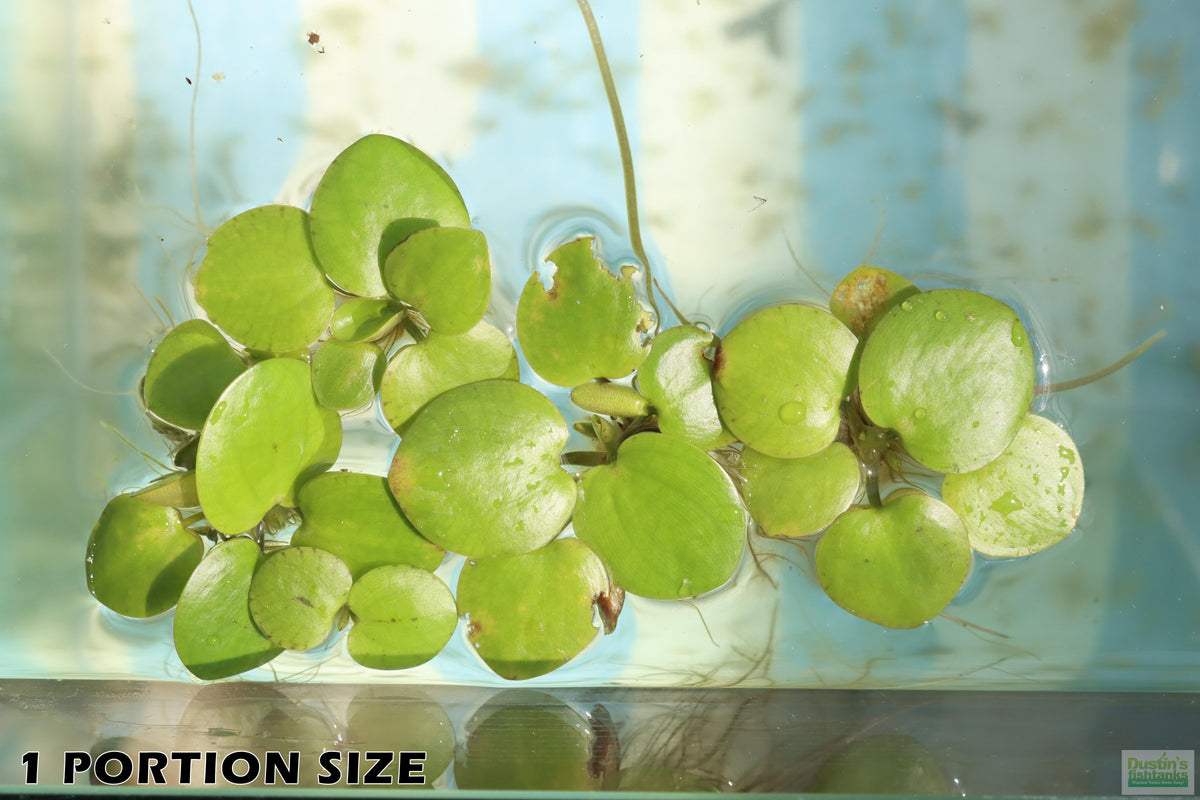 Floating Aquarium Plant product image 7